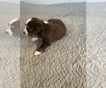 Small Photo #13 Miniature Australian Shepherd Puppy For Sale in ARDMORE, OK, USA