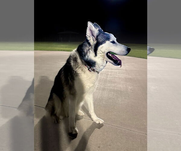 Medium Photo #6 - Mix Puppy For Sale in McKinney, TX, USA