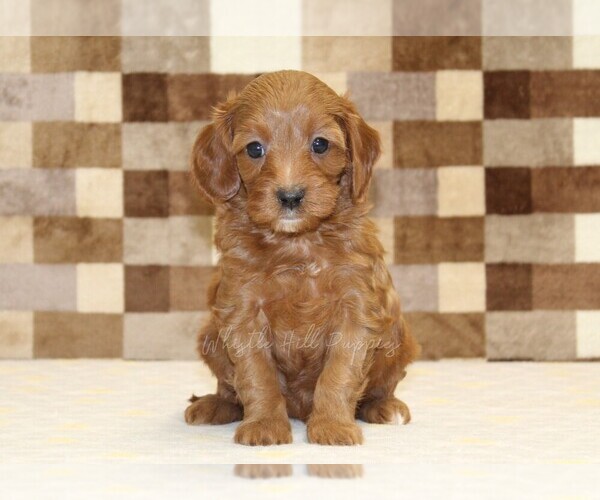 Medium Photo #3 Cavapoo (Miniature) Puppy For Sale in DENVER, PA, USA