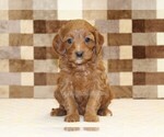 Small #2 Cavapoo (Miniature)