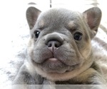 Small Photo #3 French Bulldog Puppy For Sale in APTOS, CA, USA