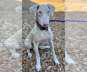 Doberman Pinscher Dogs for adoption in Santa Cruz, CA, USA