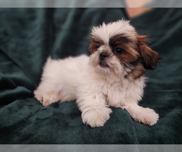 Medium Photo #5 Shih Tzu Puppy For Sale in WESLEY CHAPEL, FL, USA