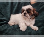 Small #4 Shih Tzu