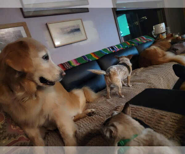 Medium Photo #3 Chihuahua-Unknown Mix Puppy For Sale in Rockaway, NJ, USA