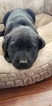 Small Photo #3 Labrador Retriever Puppy For Sale in PEKIN, IN, USA