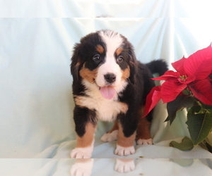 Bernese Mountain Dog Puppy for sale in SHILOH, OH, USA