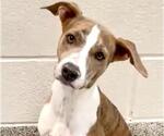 Small #1 Labrador Retriever Mix
