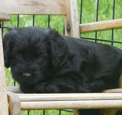 Labradoodle Puppy for sale in ELLSWORTH, WI, USA