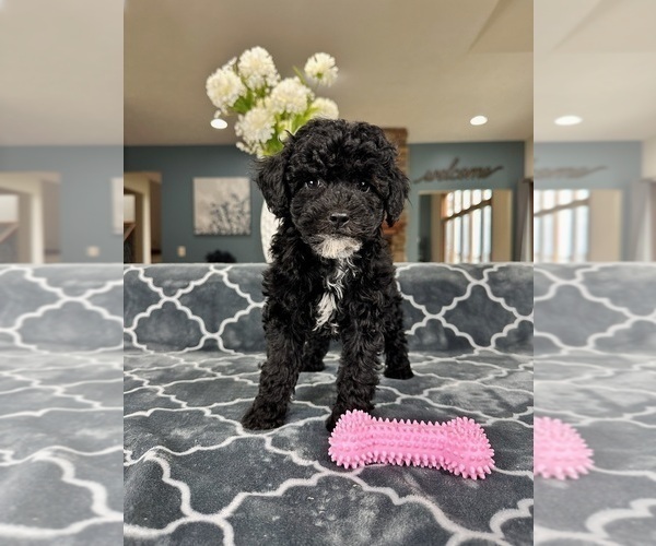 Medium Photo #1 Poodle (Miniature) Puppy For Sale in GREENFIELD, IN, USA