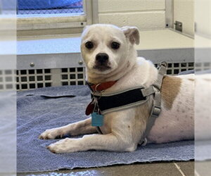 Mutt Dogs for adoption in Temple, TX, USA