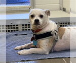 RUSS - Male Mutt Dog for Adoption - Small photo