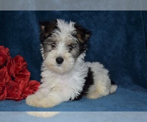 Yorkshire Terrier Puppy for sale in BARNESVILLE, KS, USA