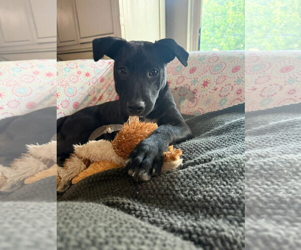 Medium Photo #2 American Pit Bull Terrier-Unknown Mix Puppy For Sale in Germantown, OH, USA