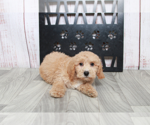 Havachon-Poodle (Miniature) Mix Puppy for sale in MARIETTA, GA, USA