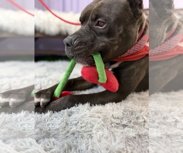 Medium Photo #1 Staffordshire Bull Terrier Puppy For Sale in Goodyear, AZ, USA