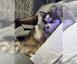 Pomsky Puppy for Sale in TUMWATER, Washington USA