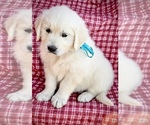 Small Photo #6 English Cream Golden Retriever Puppy For Sale in RUSSIAVILLE, IN, USA