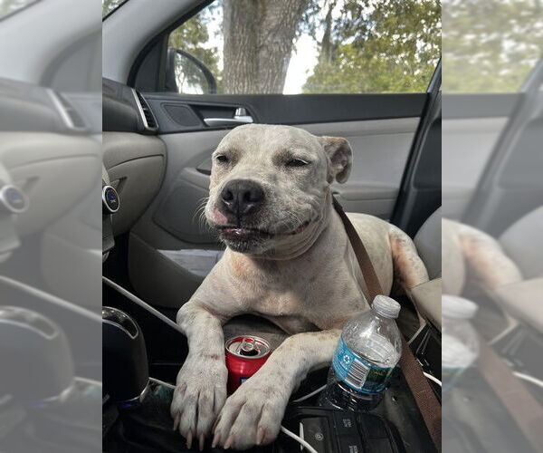 Medium Photo #2 American Pit Bull Terrier Puppy For Sale in Ocala, FL, USA