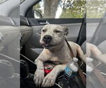 Small #1 American Pit Bull Terrier