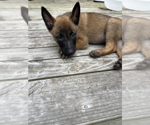 Malinois Dogs for adoption in GRANTSBORO, NC, USA