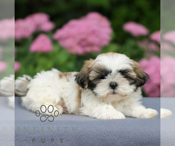 Medium Photo #4 Shih Tzu Puppy For Sale in GORDONVILLE, PA, USA