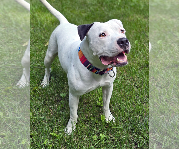 Medium Photo #3 American Pit Bull Terrier Puppy For Sale in Westminster, MA, USA