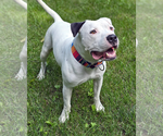 Small #2 American Pit Bull Terrier