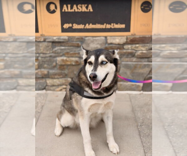 Medium Photo #7 Siberian Husky-Unknown Mix Puppy For Sale in Anchorage, AK, USA