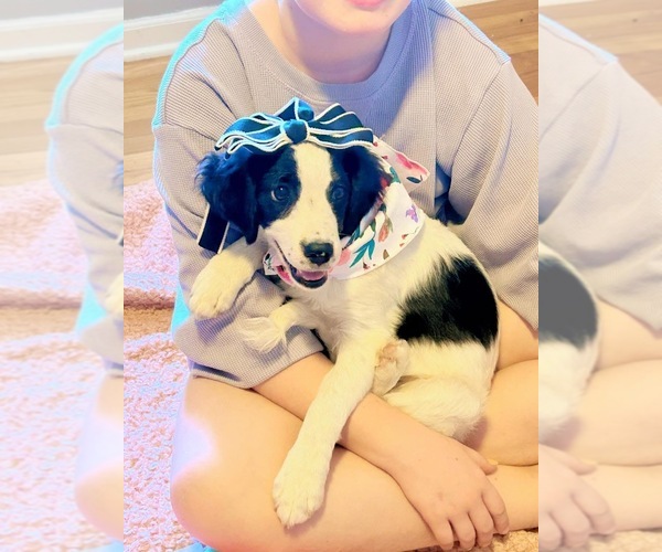 Medium Photo #1 Bernedoodle-Cavalier King Charles Spaniel Mix Puppy For Sale in BLUE SPRINGS, MO, USA