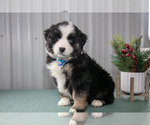 Puppy Scott Australian Shepherd