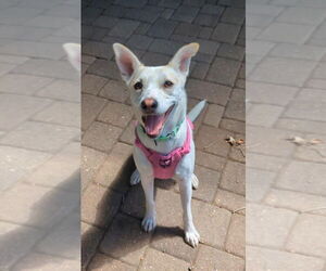 Labrador Retriever-Unknown Mix Dogs for adoption in Plymouth, MN, USA