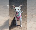 Small Labrador Retriever Mix