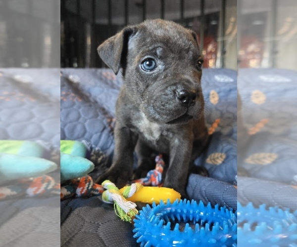 Medium Photo #5 Cane Corso Puppy For Sale in HENRY, VA, USA