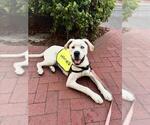 Small #2 American Pit Bull Terrier-Siberian Husky Mix