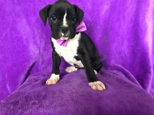 Boxer Puppy for sale in LINCOLN UNIV, PA, USA