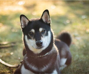 Shiba Inu Dogs for adoption in Rootstown, OH, USA