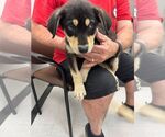 Small Mutt