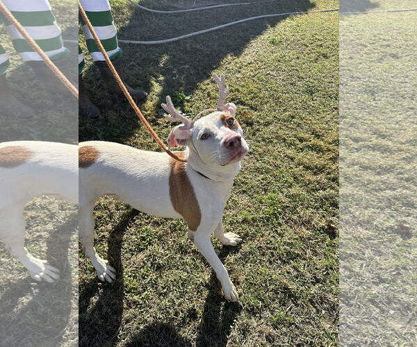 Medium Photo #2 Mutt Puppy For Sale in Jackson, MS, USA