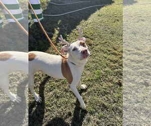 Madison - Female American Staffordshire Terrier-Labrador Retriever Mix Dog for Adoption - Photo #2