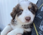 Puppy 2 Australian Shepherd