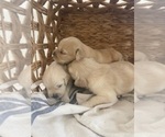 Small #4 Golden Retriever