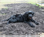 Small Photo #9 Aussiedoodle Puppy For Sale in McDonough, GA, USA