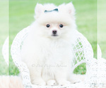 Small #4 Pomeranian