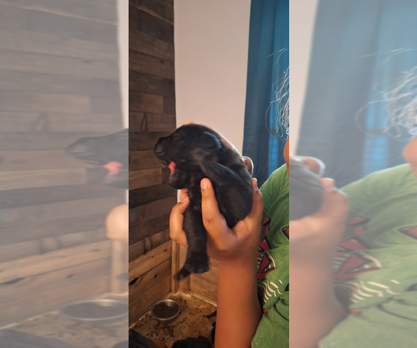 Medium Photo #4 Cane Corso Puppy For Sale in KERMAN, CA, USA