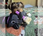 Small Photo #4 Yorkshire Terrier Puppy For Sale in RHOADESVILLE, VA, USA