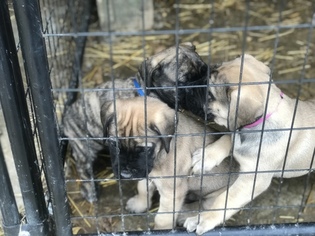 Mastiff Puppy for sale in NORTH VERNON, IN, USA