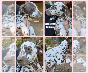 Dalmatian Dog for Adoption in SHELL KNOB, Missouri USA