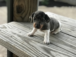 Dachshund Puppy for sale in HENDERSON, TN, USA