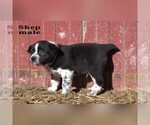 Small #7 Australian Cattle Dog-Border Collie Mix